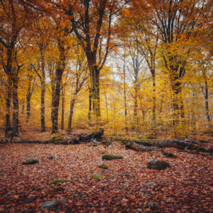 Image - Autumn in Väla Forest - 6217x4145
