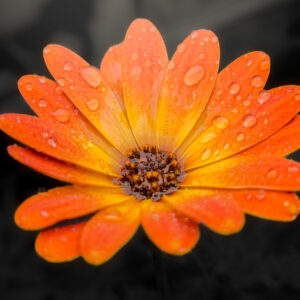 Image - African Daisy - 7145x4019