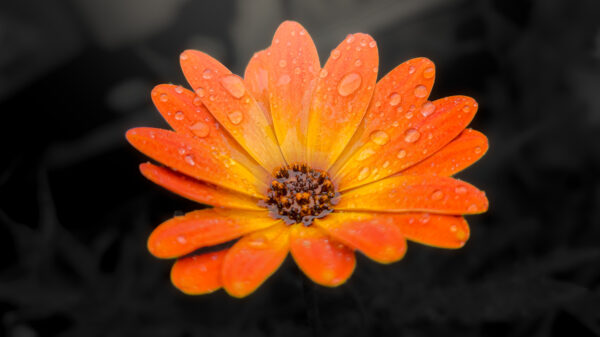 Image - African Daisy - 7145x4019